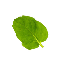 Single mint leaf isolated on white background © reddish