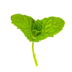 Mint leaf isolated on a white background © reddish