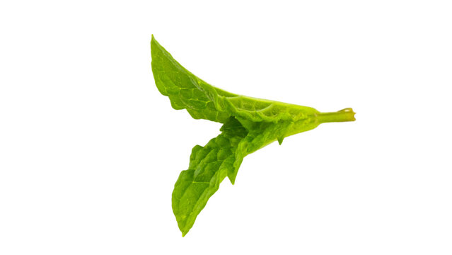 Single mint leaf isolated on white background