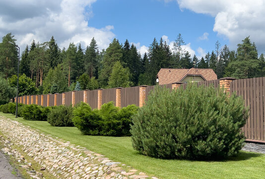 Landscaped suburban street with ornamental pine shrubs, modern wooden fence and houses bordering a dense coniferous forest