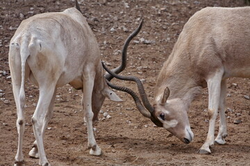 Addax © Martina Berg