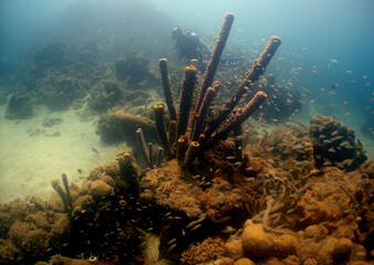 Colorful Coral Reef Ecosystem in the Caribbean Sea © gustavo