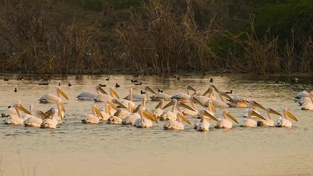 Great White Pelicans Resting Together on Wetland Lake at Jamnagar Gujarat India