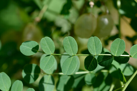 A macro shot focusing on the rounded green pinnate leaves of a bladder senna branch with blurred seed pods in the sunny background - latin name - Colutea arborescens