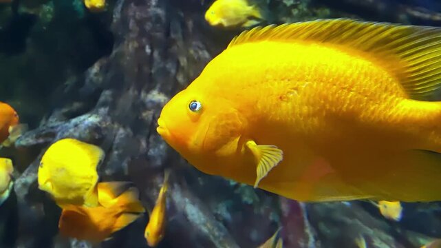 Bright orange blood parrot cichlid swimming in a freshwater aquarium. Decorative tropical fish close-up against a background of rocks.