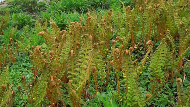 Fiddleheads or fiddlehead greens are the furled fronds from a fledgling fern, harvested for use as a vegetable. Himalayan region of Uttarakhand
