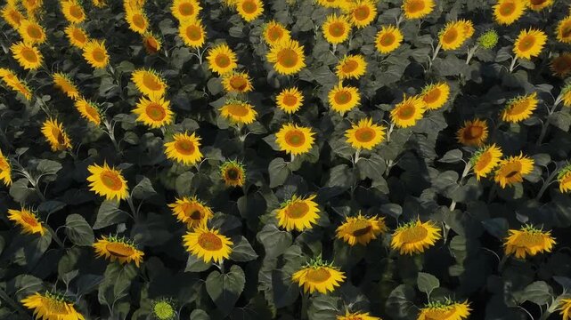 Aerial View of Vibrant Yellow Sunflower Field in Full Bloom on Sunny Day, Agriculture and Nature Landscape 1080p Video