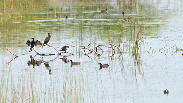 Little Cormorant Perched And Eurasian coot swimming on calm wetland water in gujarat india