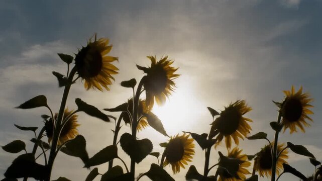 Silhouettes of tall sunflowers swaying in a strong gust of wind against a bright sky, cinematic 1080p nature motion