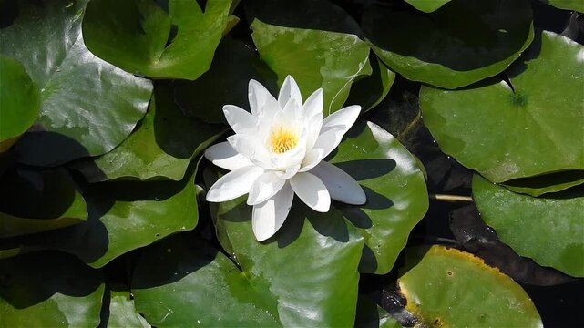 Flower Lotus nymphaea alba blooming on pond