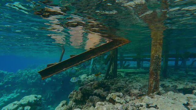 Approaches to a dilapidated old pier with a gangway on top of a reef crest, a group of Indo-Pacific Sergeant, Abudefduf vaigiensis are hiding under the ladder. 