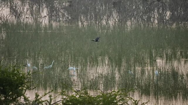 Oriental Darter Drying Wings on Concrete Post at Gujarat India