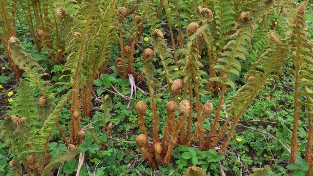 Fiddleheads or fiddlehead greens are the furled fronds from a fledgling fern, harvested for use as a vegetable. Himalayan region of Uttarakhand