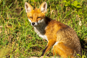 lis rudy (Vulpes vulpes) w naturze © Pit75Wawa