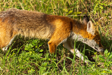 lis rudy (Vulpes vulpes) w naturze © Pit75Wawa
