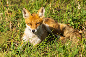 lis rudy (Vulpes vulpes) w naturze © Pit75Wawa