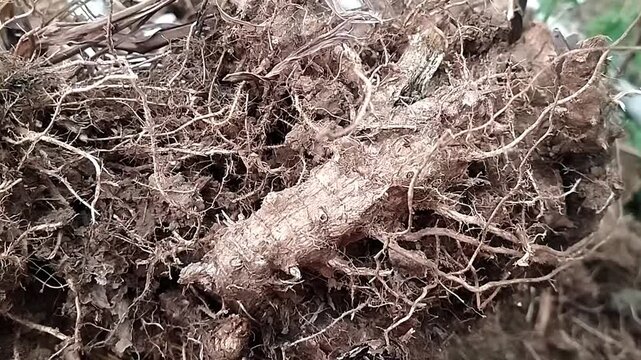 Macro view showing an elongated fibrous root system in dry soil trembling subtly.