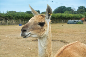 The smiling llama  © Ben
