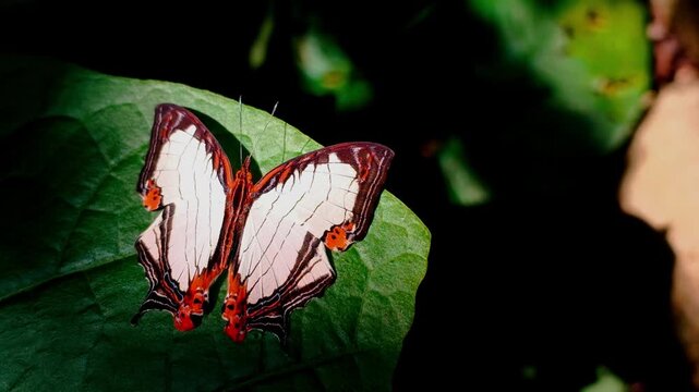Close-up a Straight-lined Mapwing butterfly, scientifically known as Cyrestis nivea, basking with wide-open wings on a green leaf, illuminated by sunlight filtering through the canopy..