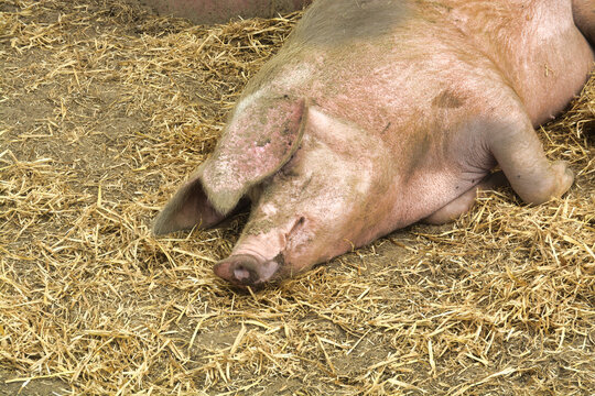 The sleeping pig 