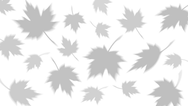 Shadow overlay effect of realistic maple leaves on transparent background. Black and white falling maple leaf foliage blur shadow and sunlight for autumn decorative design. Vector illustration.