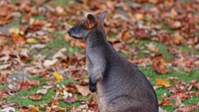 Swamp Wallaby, Wallabia bicolor, is one of the smaller kangaroos. This wallaby is also commonly known as the black wallaby