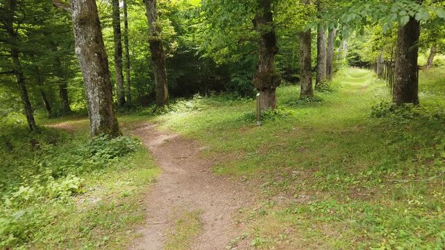 First person view of a walk along a forest trail in a natural park