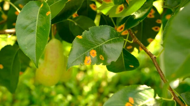Yellow spots on pear leaves. Selective focus.