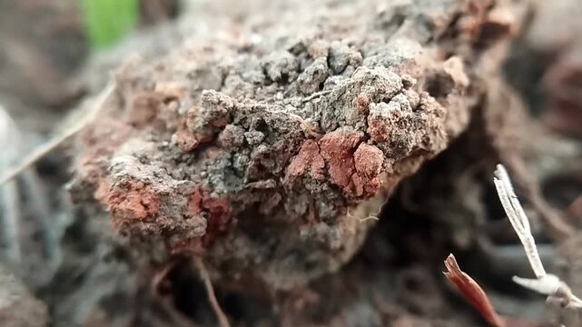 Close up macro view of an uneven brown dry earth clod trembling subtly in daylight.