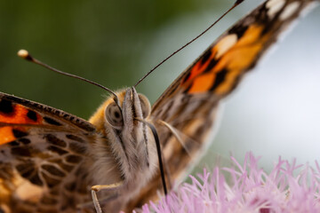 rusałka osetnik (Vanessa cardui) © Pit75Wawa