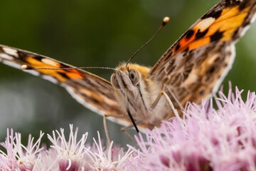 rusałka osetnik (Vanessa cardui) © Pit75Wawa