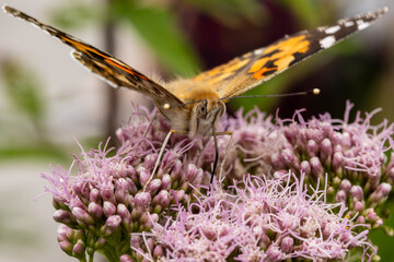 rusałka osetnik (Vanessa cardui) © Pit75Wawa