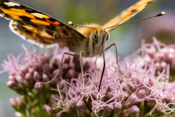 rusałka admirał (Vanessa atalanta), motyl z rodziny rusałkowatych. © Pit75Wawa