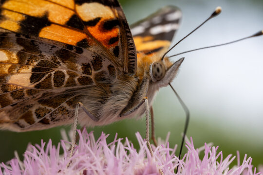 rusałka osetnik (Vanessa cardui)