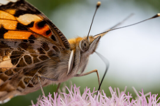 rusałka osetnik (Vanessa cardui)