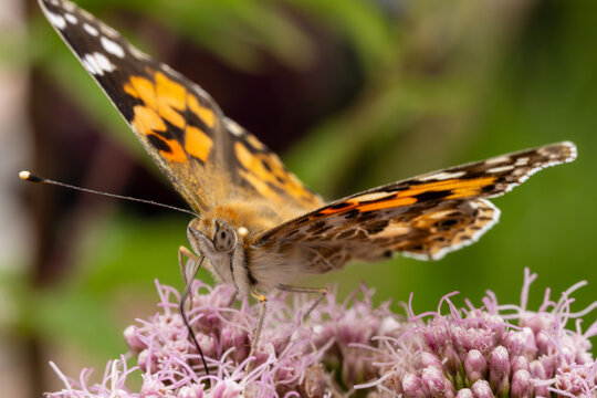 rusałka osetnik (Vanessa cardui)