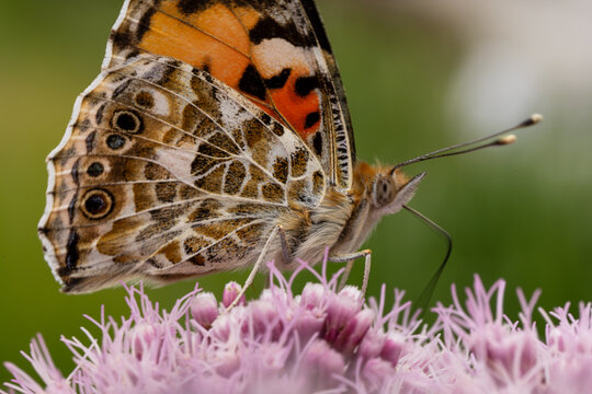 rusałka osetnik (Vanessa cardui)