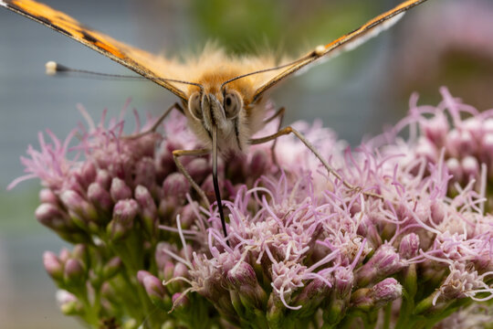 rusałka osetnik (Vanessa cardui)