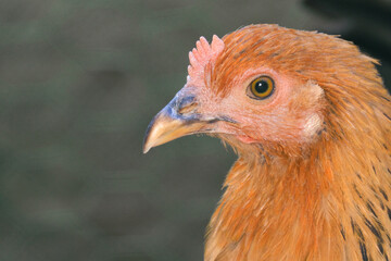 Backyard Chicken Portrait Close Up with Copy Space © EdgeofReason