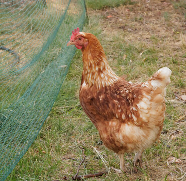 Backyard Egg Laying Chicken Portrait Sustainable Farming Homesteading