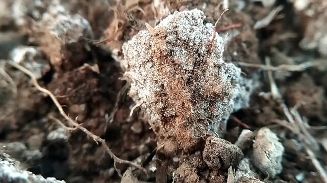Macro view of a moldy soil chunk with white fungus swaying actively in the wind.