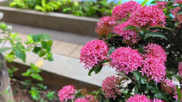 Pink Jungle Geranium flowers or Asoka flower blooming in a lush urban garden. Pink blooms flower plant gently swaying in a beautifully landscaped garden, perfect for nature and botanical lovers.