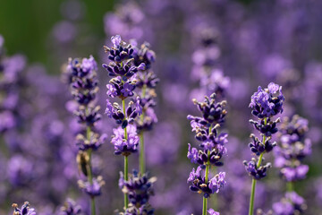 Fototapeta premium Blooming Purple Lavender Flowers Field, Soft Bokeh Background, Summer Nature Photography