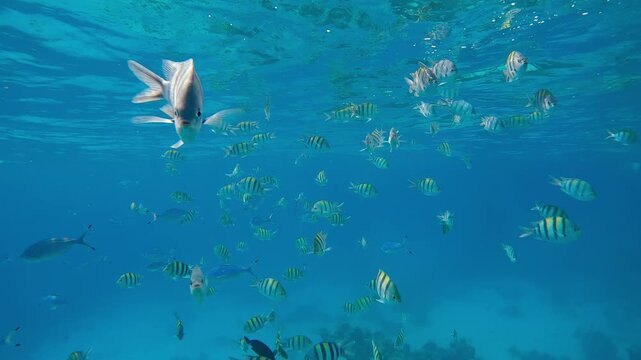 Multicolored tropical fish of various species swim together and feed on plankton below the surface of the turquoise water