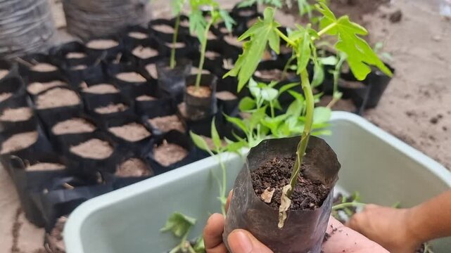 Hand planting seedling in polybag.