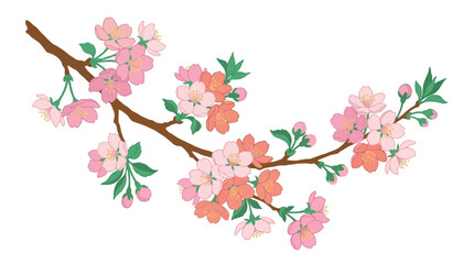 Fototapeta premium Cherry blossom branch with pink and coral flowers.