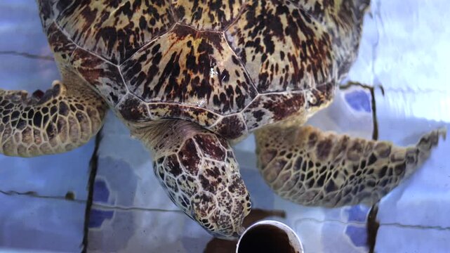 Sea turtle lowering head to inspect short pipe in shallow tiled tank, glossy mottled carapace, flippers and ripples visible in calm blue water from high view, with turtle, seaturtle, marine