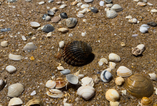 A close up view of smooth polished multicolored stones washed ashore on the beach.