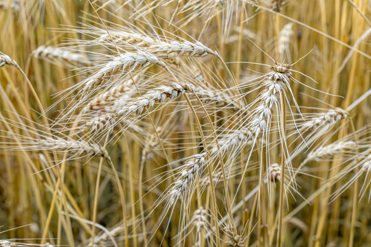 Close up of ripe golden cereal spikes with long awns in a dry summer field