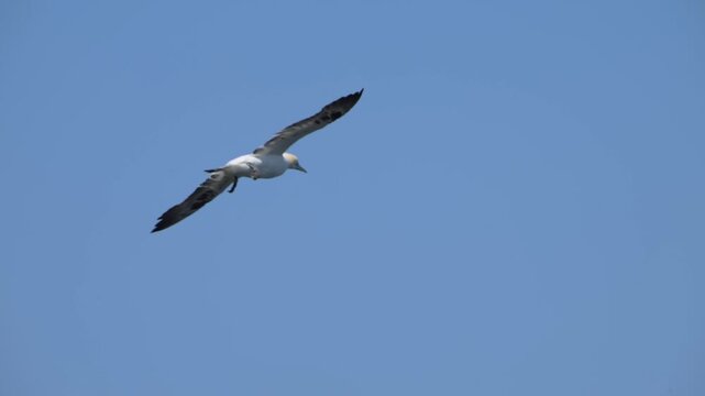 Northern gannet gliding through a clear blue sky at Bempton Cliffs